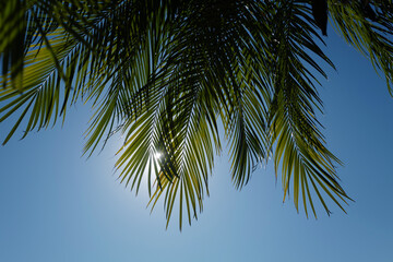 Fototapeta premium Palms texture. Tropical trees background. Coco palms on blue sky. Exotic summer nature background, natural landscape.