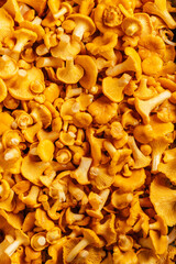 Yellow orange mushrooms juicy background delicious Cantharellus cibarius golden chanterelle with curly hats on fleshy leg. Ingredient of dish. Cooking dish. Vertical. Top view. Choice flavor fillings.