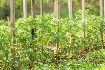 Young growing tomato plants tied to wood supporting stakes