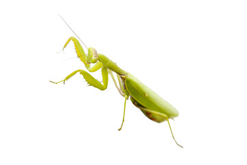 Female European Mantis or Praying Mantis, Mantis religiosa, isolated on white background