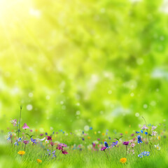 Obraz na płótnie Canvas Meadow with beautiful wild flowers