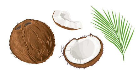 Coconut set. Brown whole coconut, half and green leaf isolated on white background. Vector cartoon flat illustration.