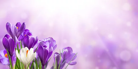 Foto op Plexiglas Purple background with crocus flowers © firewings