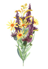 Bouquet of wild flowers. Watercolor hand painted illustration isolated on white background. Purple and yellow meadow flowers. Beautiful floral arrangement.