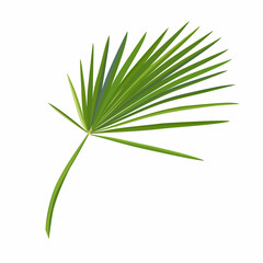 Exotic leaves of palm on white background. Vector illustration