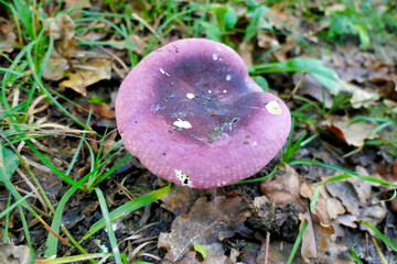 Russula violacea growing in grassland in a forest
 - obrazy, fototapety, plakaty
