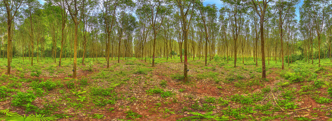 rubber tree plantation thailand 360°
