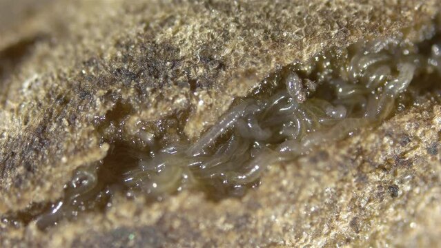 Worm Enchytraeus sp. under the microscope, Oligochaeta, order Haplotaxida. Lives both in soil and water.