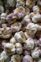 Closeup of fresh Purple Garlic bulbs 