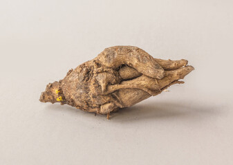 Incarvillea root on a gray background