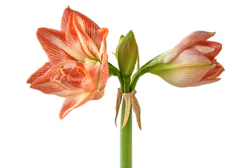Amaryllis (Hippeastrum)  "United Glory"  on a white background isolated.