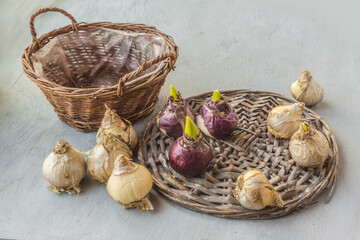 Hyacinth bulbs on a wicker circle. Forced bloom for the holiday