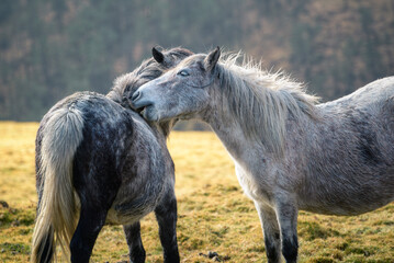 Naklejka na ściany i meble A pair of Galician breed horses play affectionately in the Xistral
