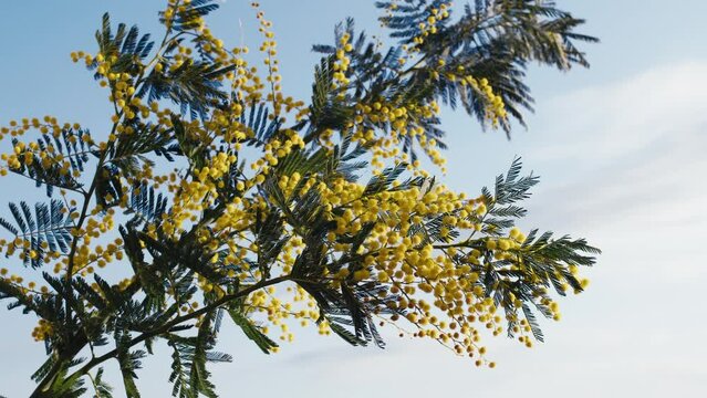 Yellow mimosa flower tree symbol of women's day in Italy with sky as background.
