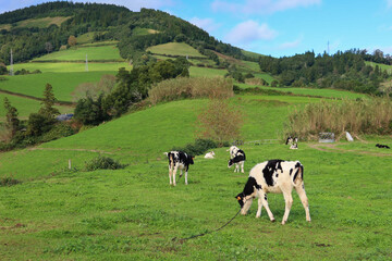 Naklejka na ściany i meble Cows in the Azores in Portugal 