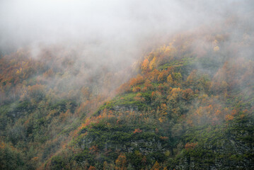 Autumn color in the birches that populate the slopes of a misty mountain