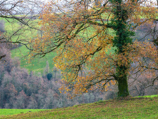 Fototapeta na wymiar Autumn foliage on a large oak tree in the highlands