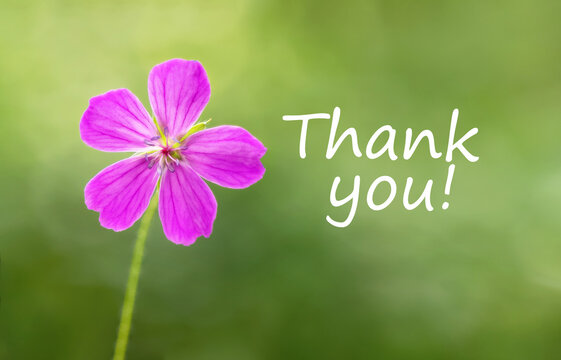 Thank you. Pink flower on a green background. Thankfulness concept