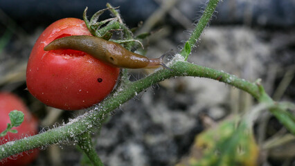 A closeup of a slug on a fresh garden tomato.