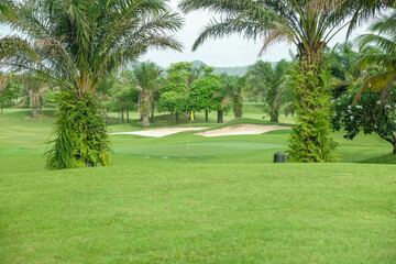 palm trees in the golf course