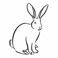 Bunny rabbit pet vector illustration. Hand drawn hare. Animal outline image isolated on white background
