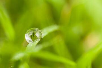 water drops on a leaf