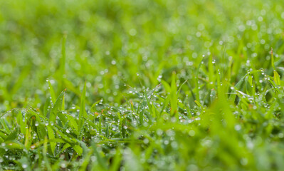 green grass with dew drops