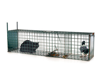 trap cage in studio