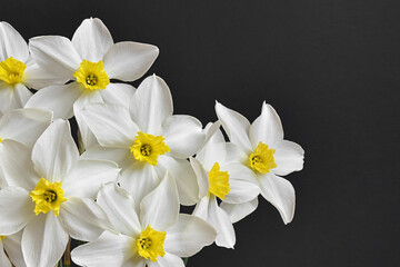 Bouquet of white daffodils on a black background. Spring flowers.
