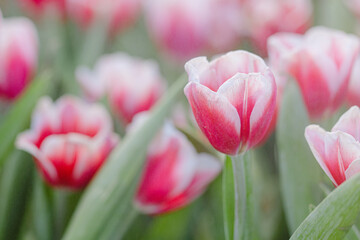 Red white Tulip flower in close up
