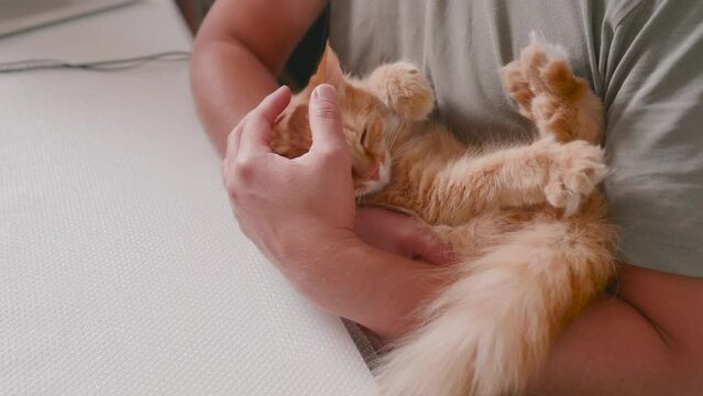 Man cuddles cute ginger cat. Snuggle time with fluffy pet. Domestic animal purrs with pleasure.