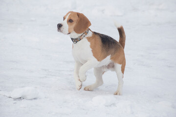 Cute english beagle puppy is standing on a white snow in the winter park. Pet animals. Purebred dog.