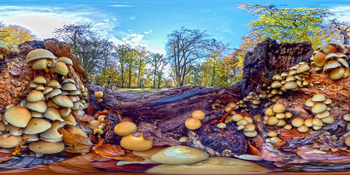 Mushrooms on fallen tree in Knightwood Oak inclosure in the New Forest National Park