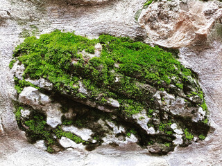 Moss is on the tree with moisture.green nature background and texture.