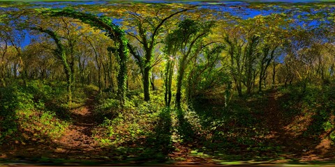 Quimper, allee de kervoalic, bois de kervoalic, deciduous trees, common ivy-covered, against the light 1922