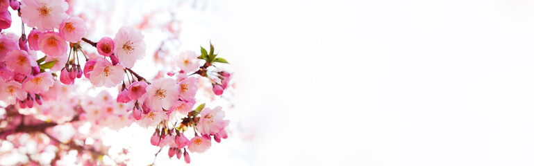 Sakura flowers over blurred background