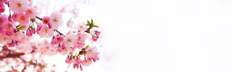 Fotobehang Kersenbloesem Sakura flowers over blurred background  © SkyLine