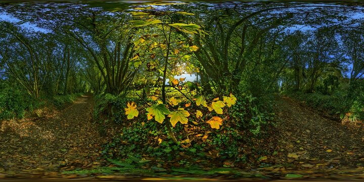 Quimper, Bourdonnel, allee de kervoalic, hollow way, erable, autumn, backlighting 2291