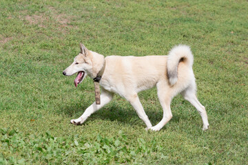 Naklejka na ściany i meble West siberian laika is walking on a green grass in the autumn park. Pet animals. Purebred dog.