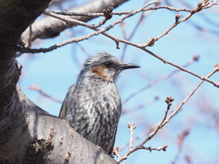 桜の枝に停まるヒヨドリ