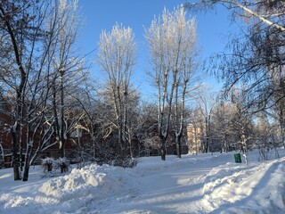 snow covered trees