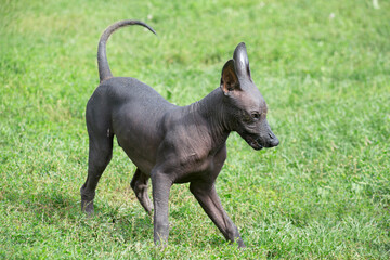 Cute mexican hairless dog puppy is playing on a green grass in the autumn park. Pet animals. Purebred dog.