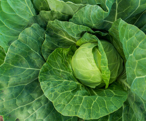 young cabbage grows in the farmer field