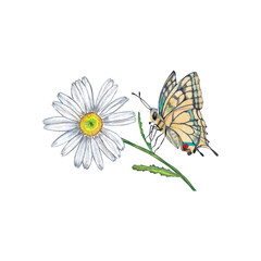 Illustration of beautiful white daisy flower with swallowtail butterfly. Close up view. Watercolor hand painted isolated element on white background.