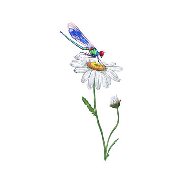 Illustration of beautiful white daisy flower with blue dragonfly. Close up view. Watercolor hand painted isolated element on white background.