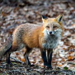 Red fox in Virginia