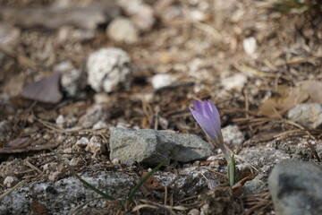 Spring flower in the middle of the mountains