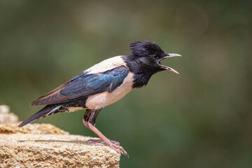 Rosy starling pastor roseus, perched on a rock