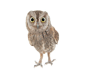 European scops owl Otus scops. isolated on white background