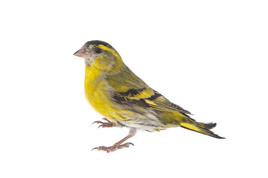 male siskin isolated on a white background, studio shot